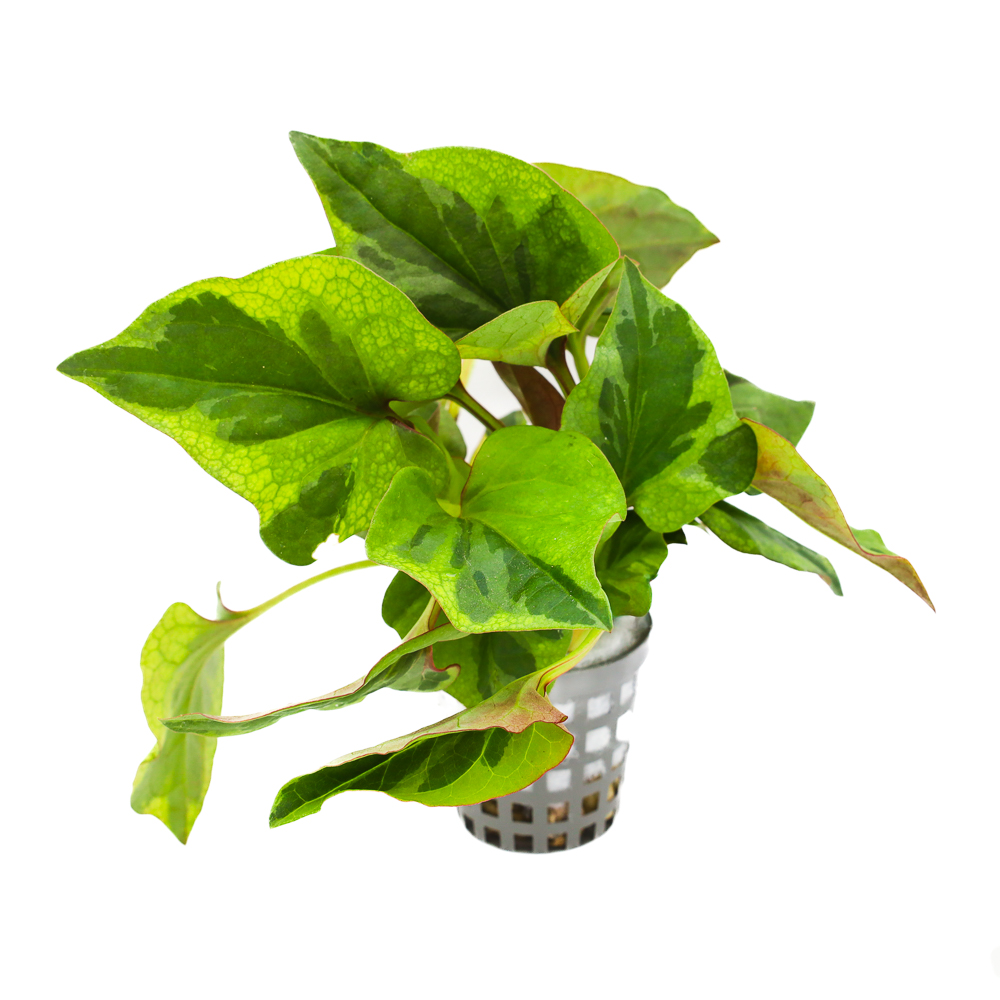 Houttuynia cordata Chameleon roślina do paludarium